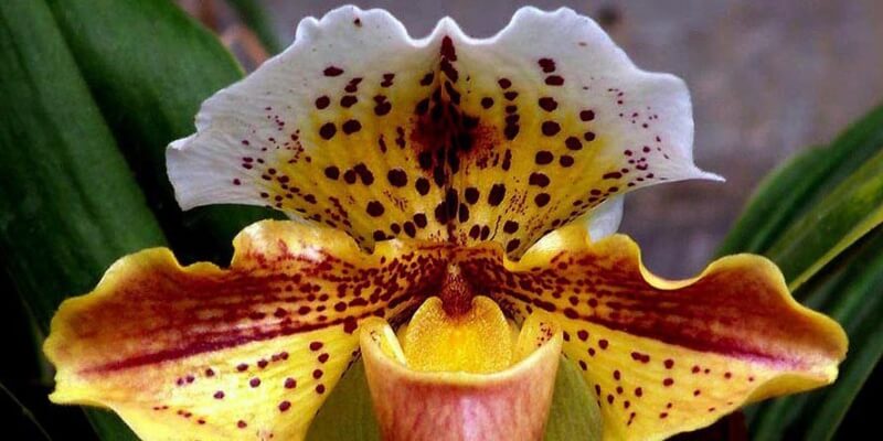 сад орхидей в Тайланде