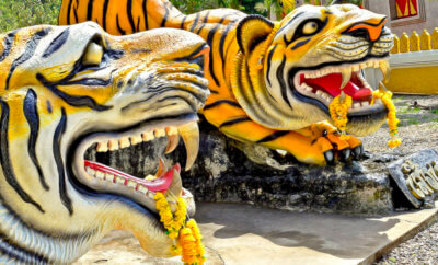 главная храм тигра