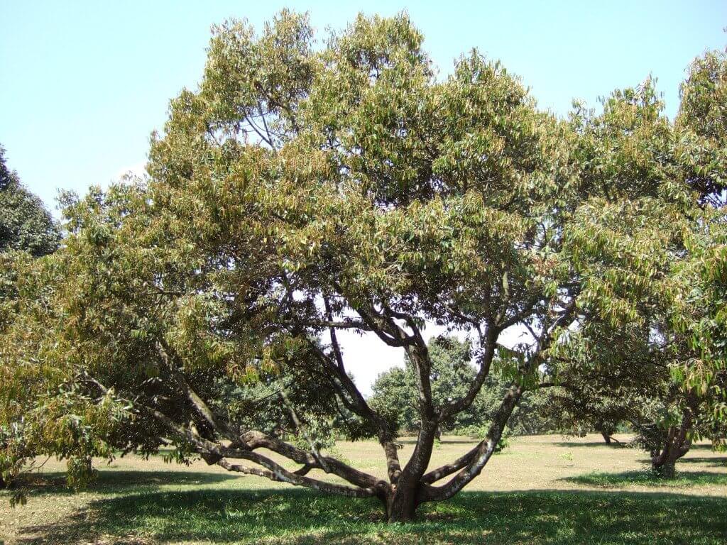 дерево дуриан