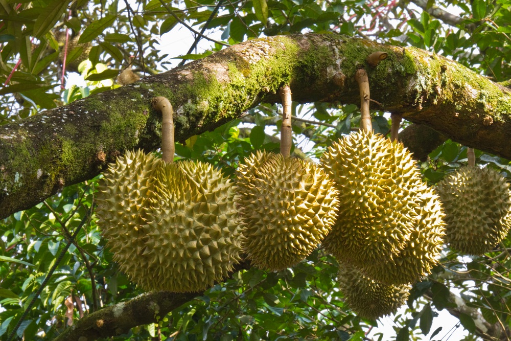 плоды дуриана